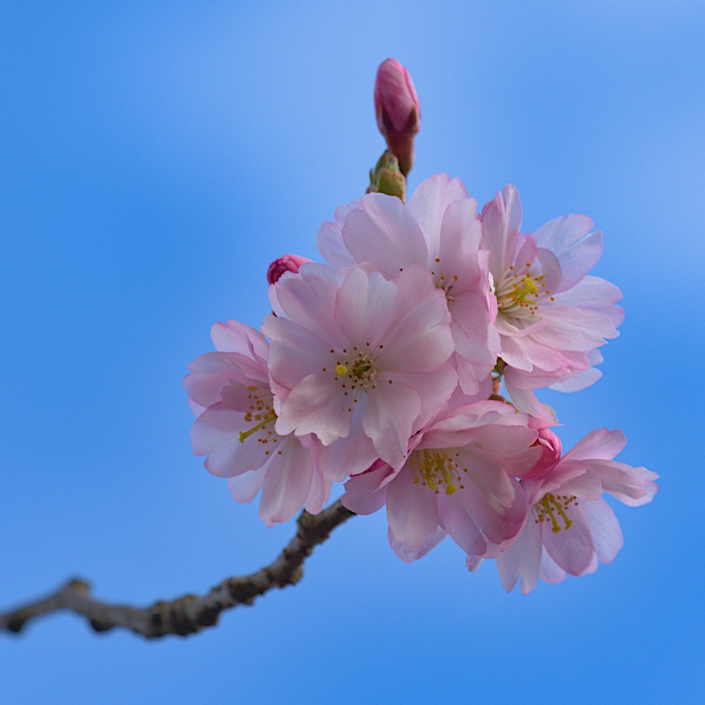 Kirschblütenzweig gegen blauen Himmel