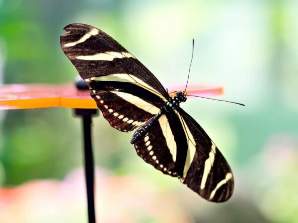 Zebra heliconius butterfly with open wings