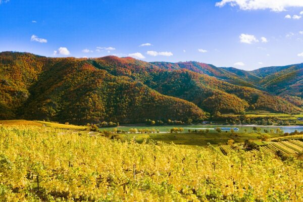 autumn landscape with vineyards, river (with ship) and hills (wachau, lower austria)