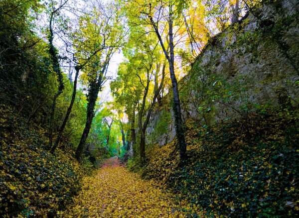 The so called römerweg, roman way between unterbergern and hundsheim in the lower austrian region wachau. Artificial gorge, cut into the earth very long time ago, with trees growin in it