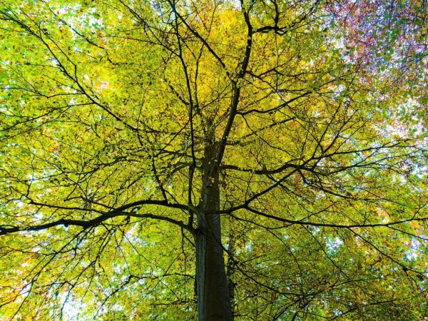Tree with yellow leaves seen from below, symmetric