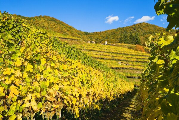 Vineyards in spitz an der donau, Austria, in late october