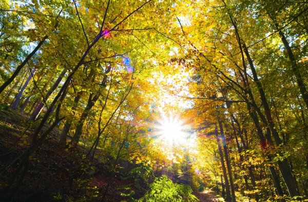Autumnal forest trail with sunstar