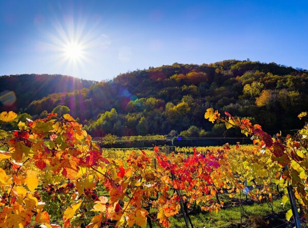 Autumnal wachau landscape with sunstar and vineyard