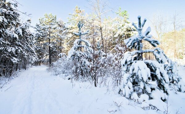 Winter in the vienna woods