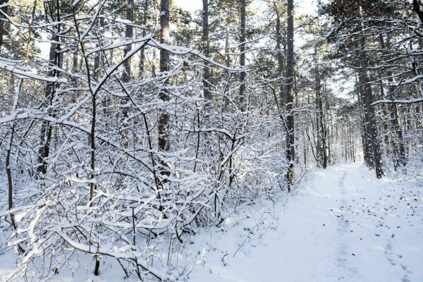 Snowy forest way