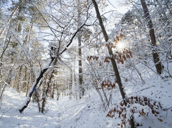 Snowy forest with sunstar