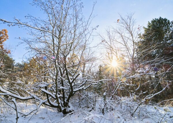 Snowy landscape with bald bush and sunstar
