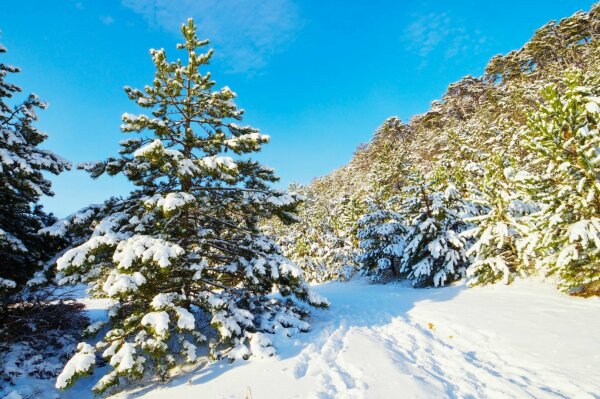 Snowy landscape with pine tree
