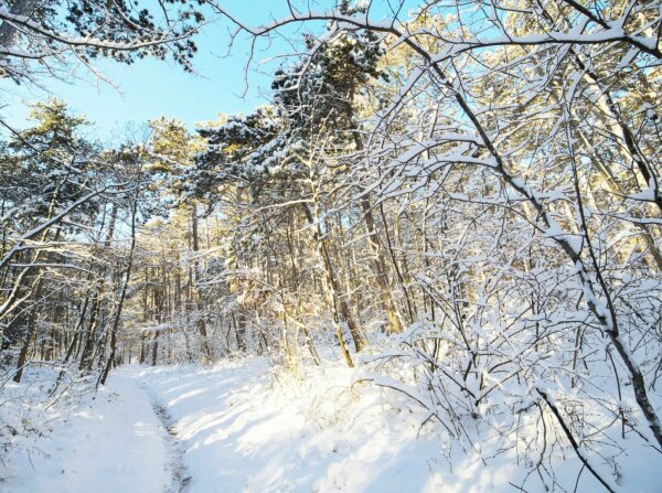 snowy forest on a sunny winter's day