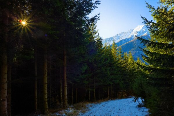 Way in an alpine forest, to the left, an tiny sunstar between the trees, to the right, over the way, a fragment of the snow covered schneeberg