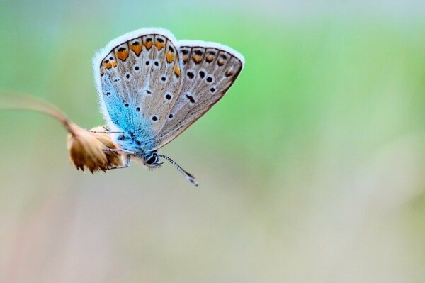 Blue butterfly with bokehlicious background